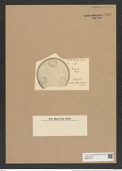 Pseudauliscus trigemmis (A. Schm.) Rattr. (de-Toni-Nr.: Genus 172, Species 4423) Zeichnungen Sammlung Grunow Nr. 7982 (NHMW-BOT-W0377274)
